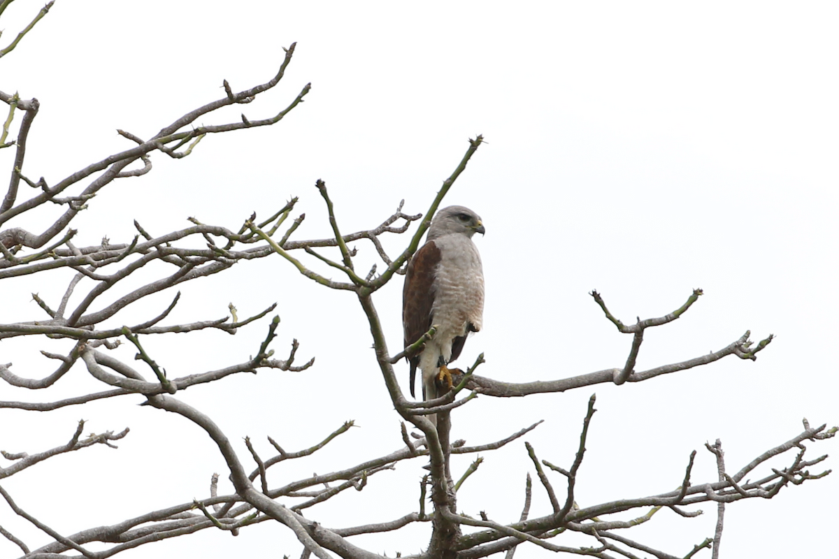 Ridgway's Hawk - Matthew Eisenson