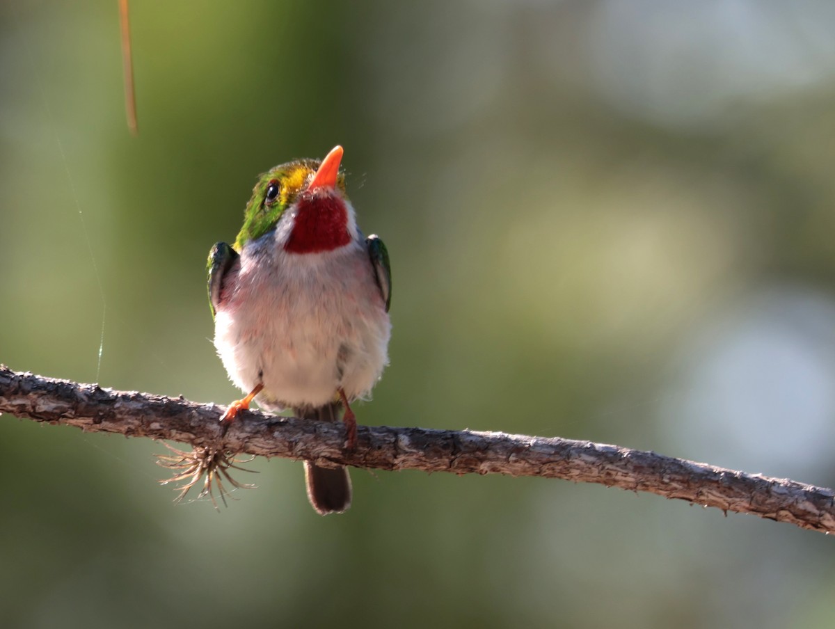 Cuban Tody - ML618380955