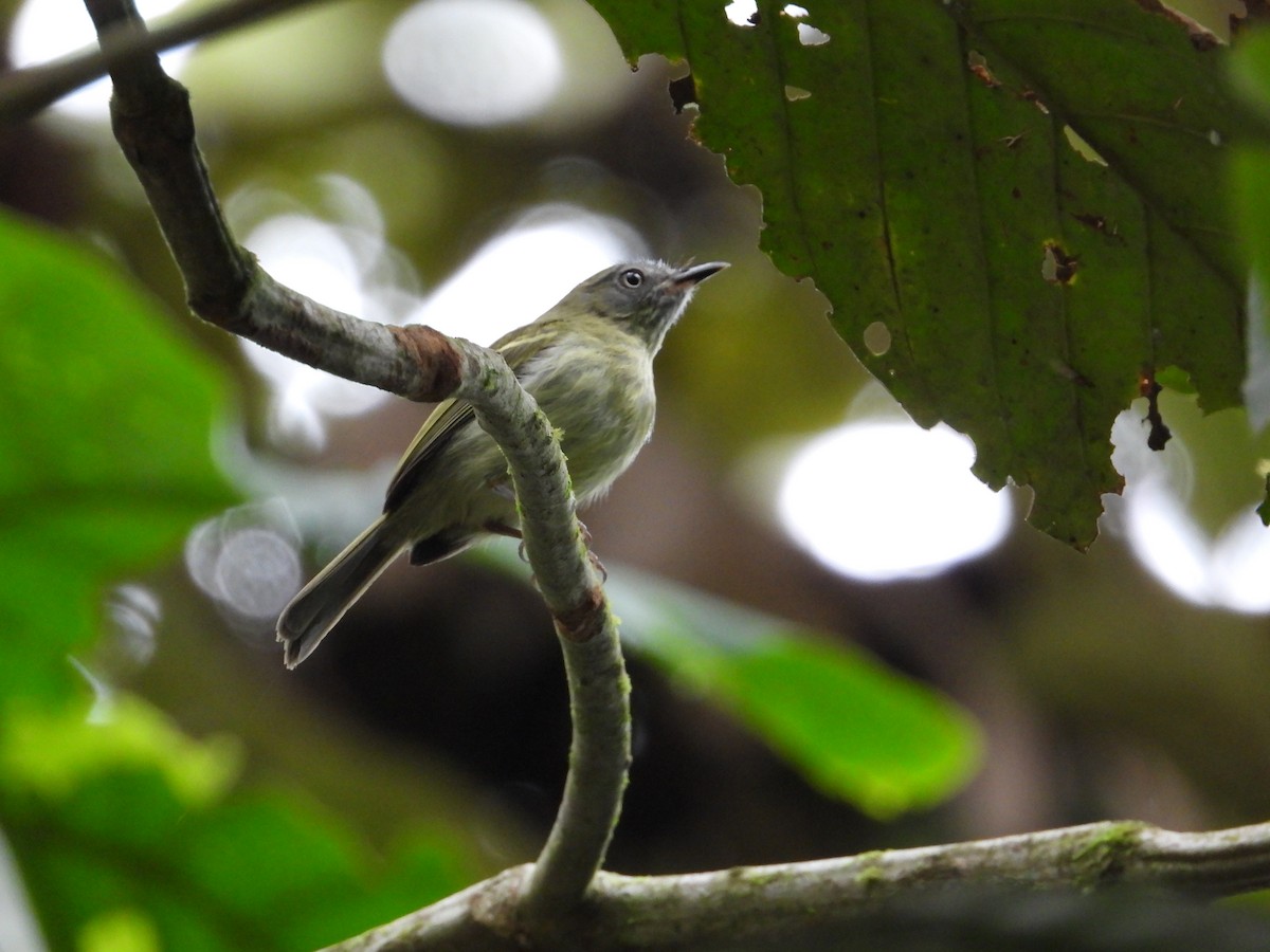 White-eyed Tody-Tyrant - ML618380960