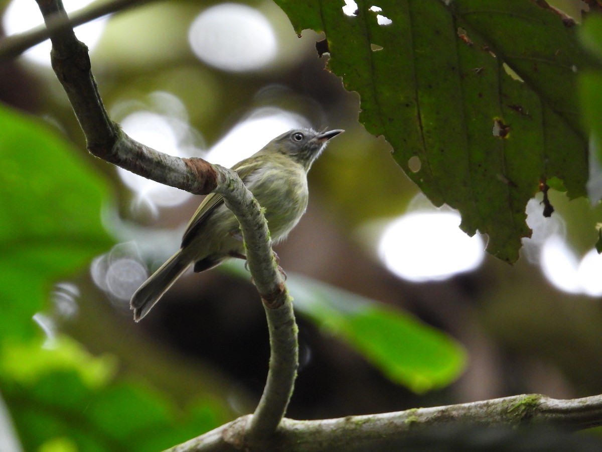 White-eyed Tody-Tyrant - ML618380962