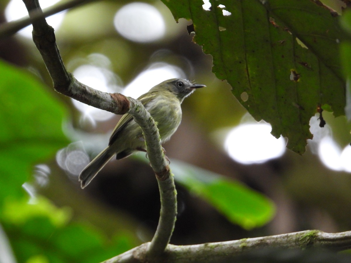 White-eyed Tody-Tyrant - ML618380965