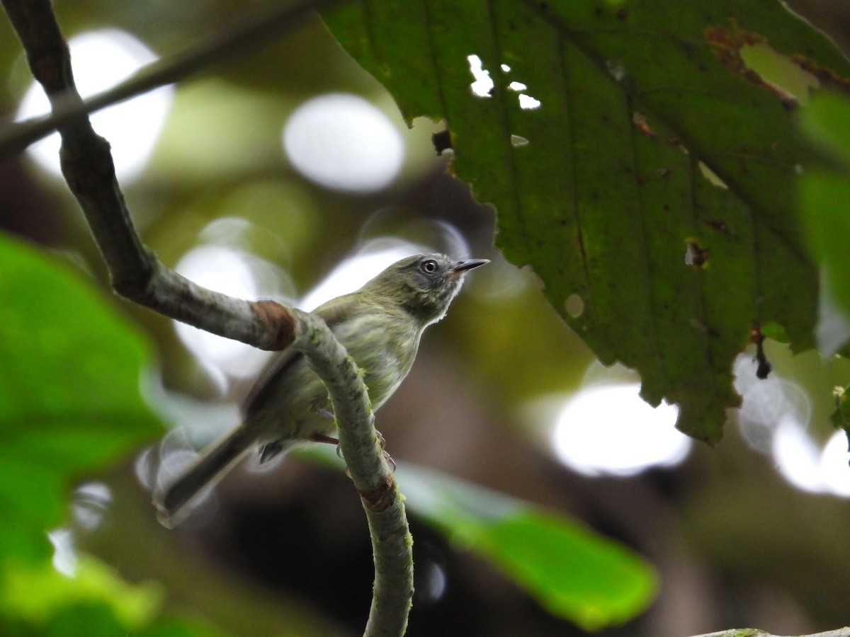 White-eyed Tody-Tyrant - ML618380966