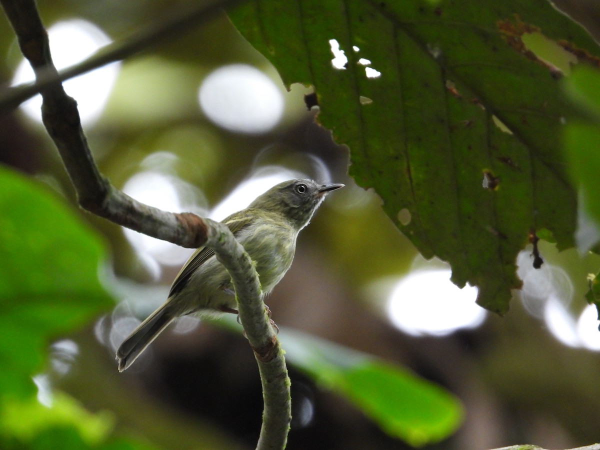 White-eyed Tody-Tyrant - ML618380967