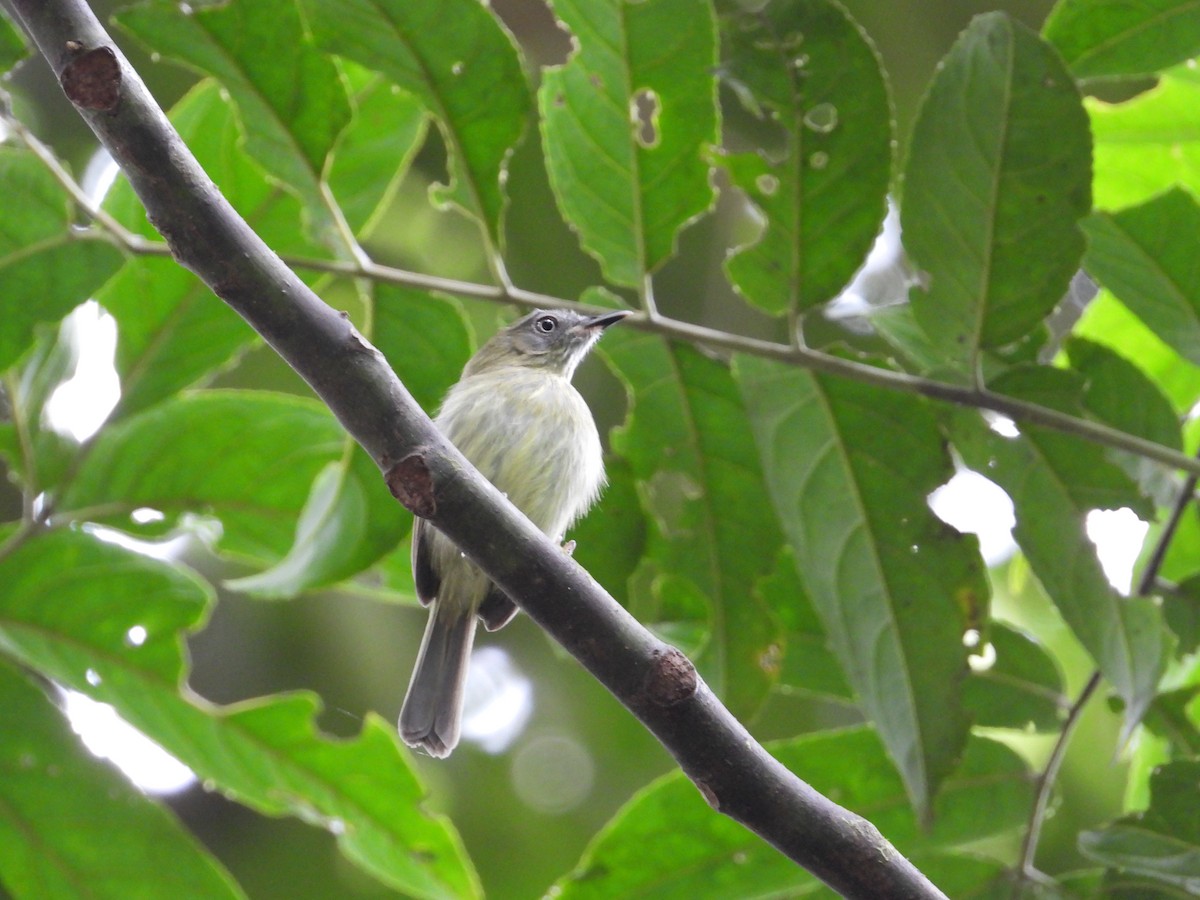 White-eyed Tody-Tyrant - Francisco Sornoza