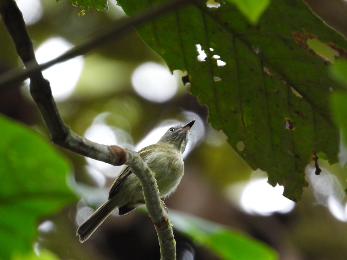 White-eyed Tody-Tyrant - ML618380978