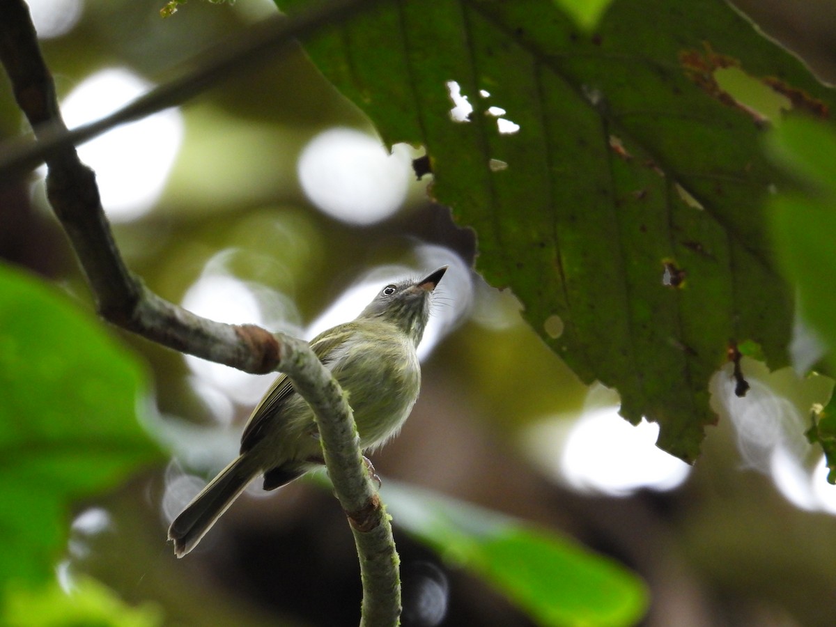 White-eyed Tody-Tyrant - ML618380979