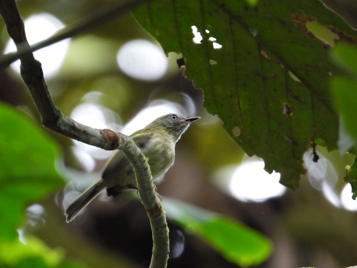 White-eyed Tody-Tyrant - ML618380981