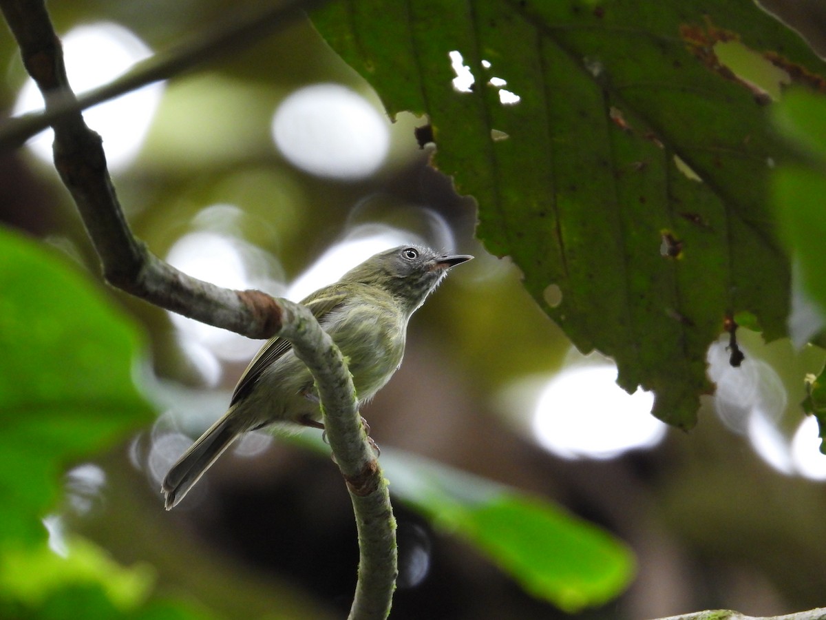 White-eyed Tody-Tyrant - Francisco Sornoza