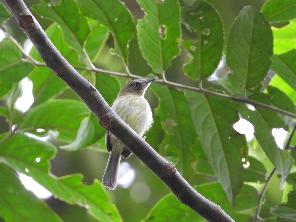 White-eyed Tody-Tyrant - ML618380984