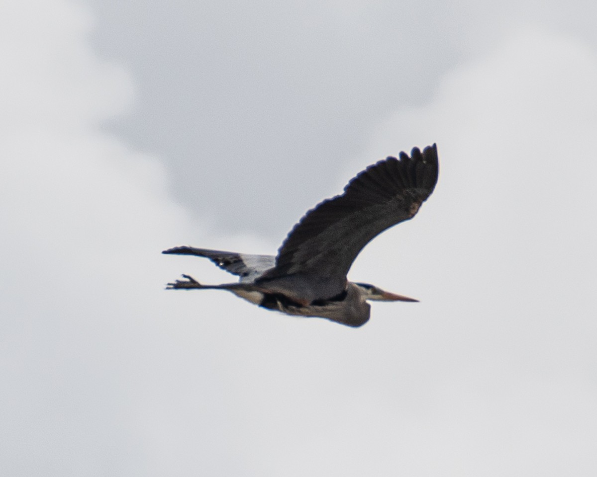 Great Blue Heron - Martin Tremblay