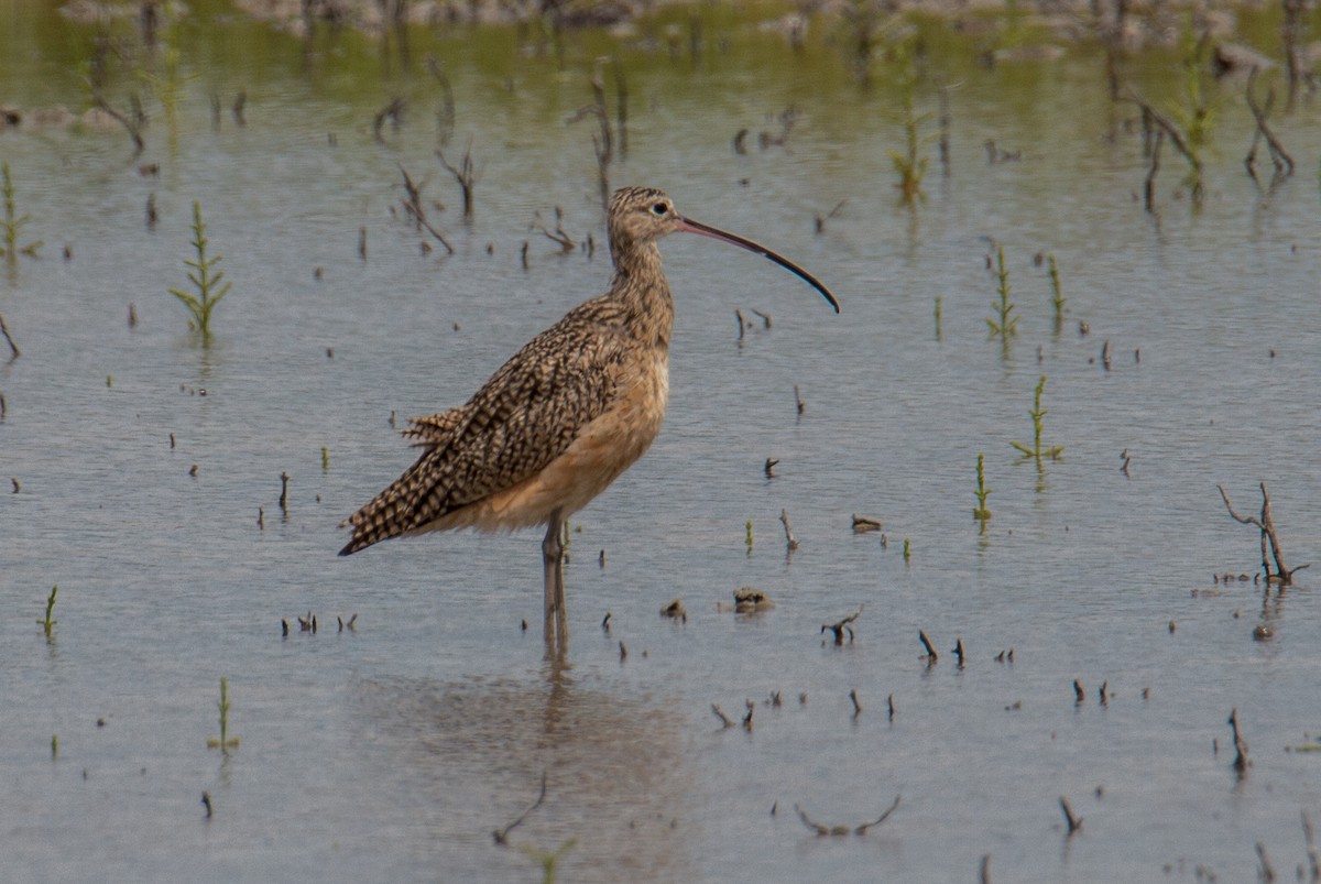 Long-billed Curlew - Robert Oberfelder