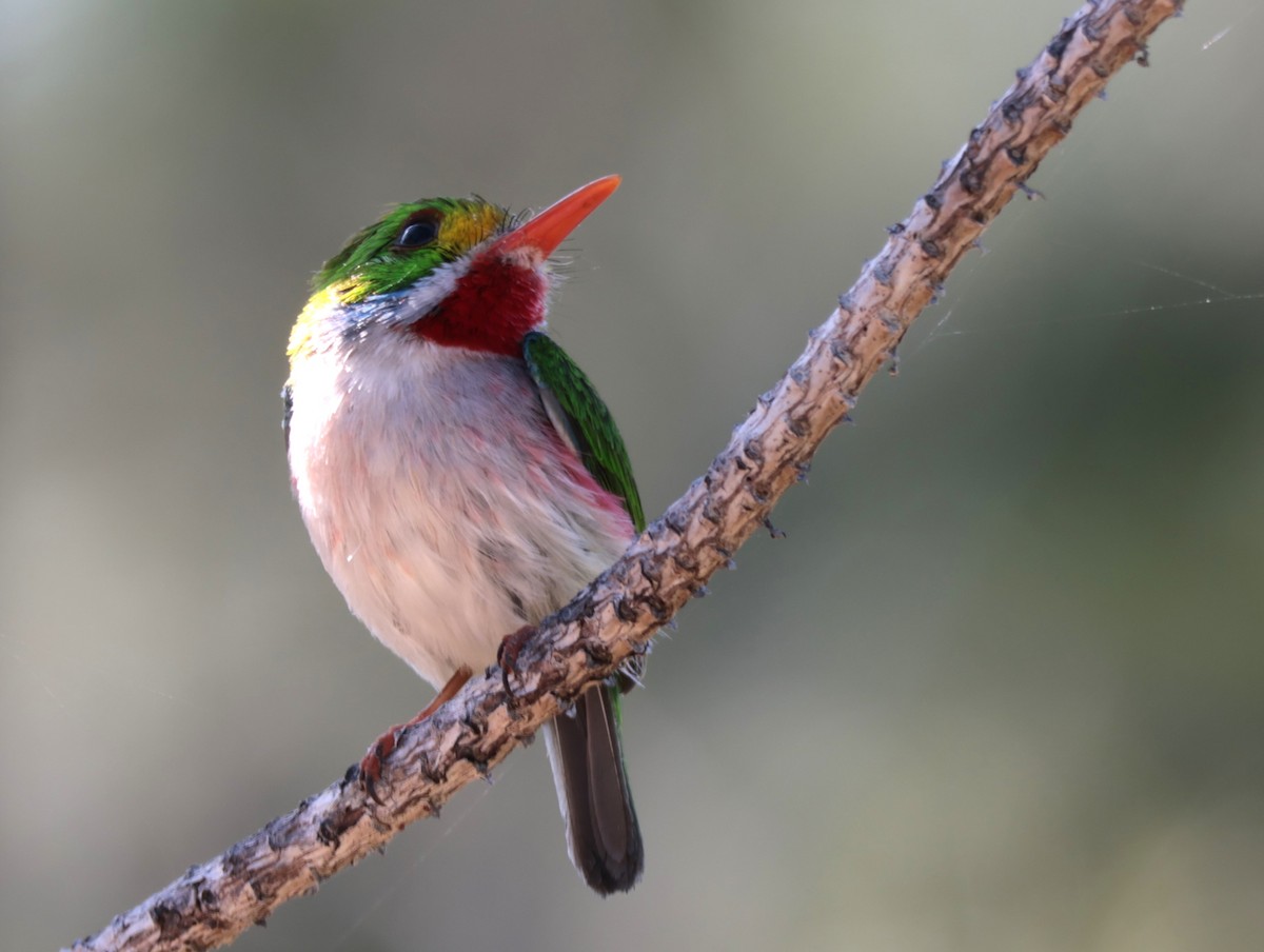 Cuban Tody - ML618381028