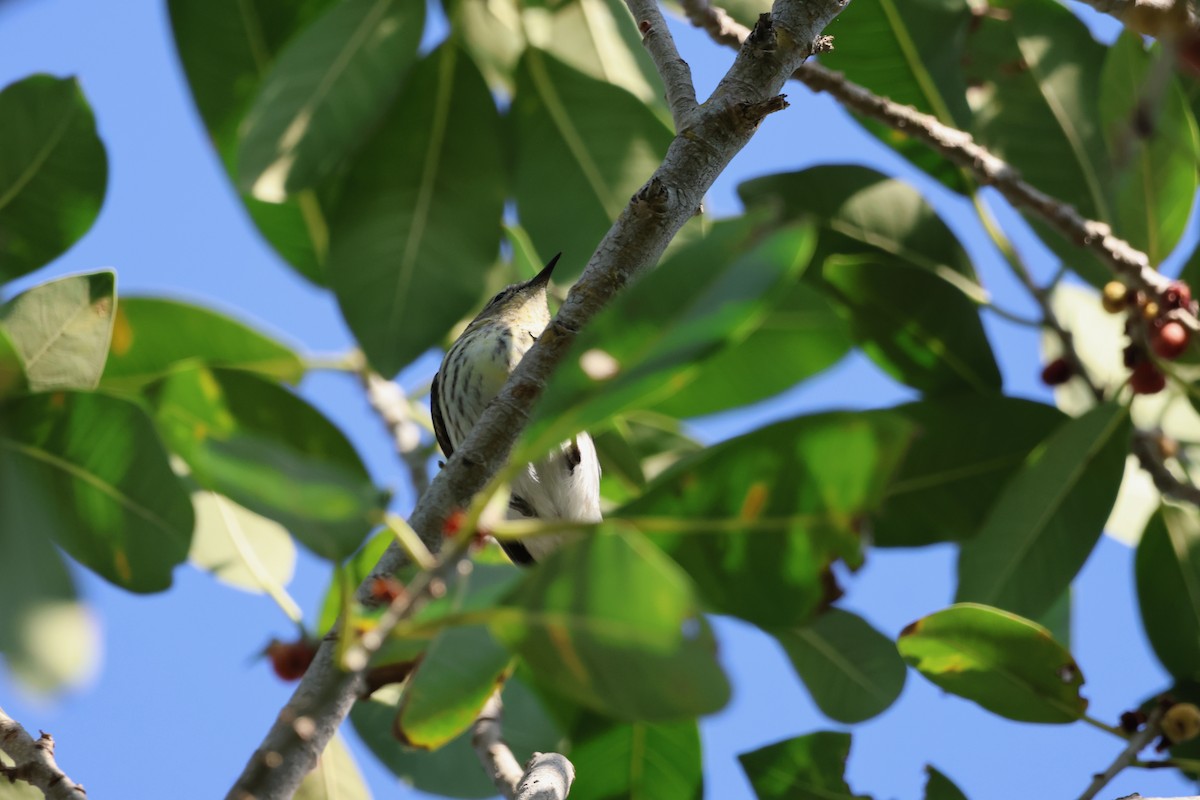 Cape May Warbler - ML618381036