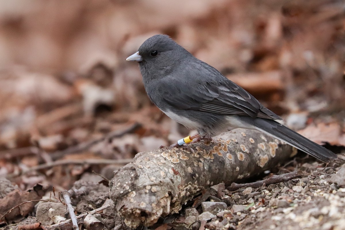 Dark-eyed Junco (Slate-colored) - Martina Nordstrand