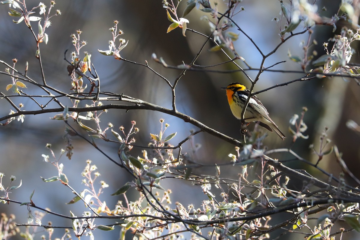 Blackburnian Warbler - ML618381074