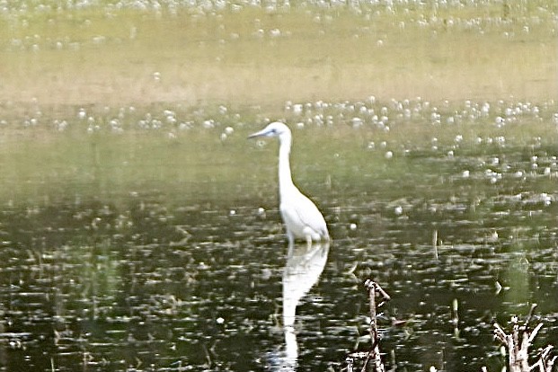 Little Blue Heron - Liz Basler