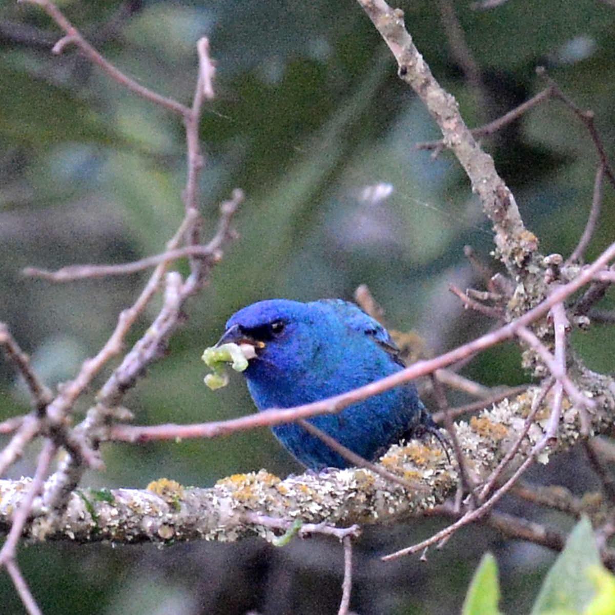 Indigo Bunting - ML618381158