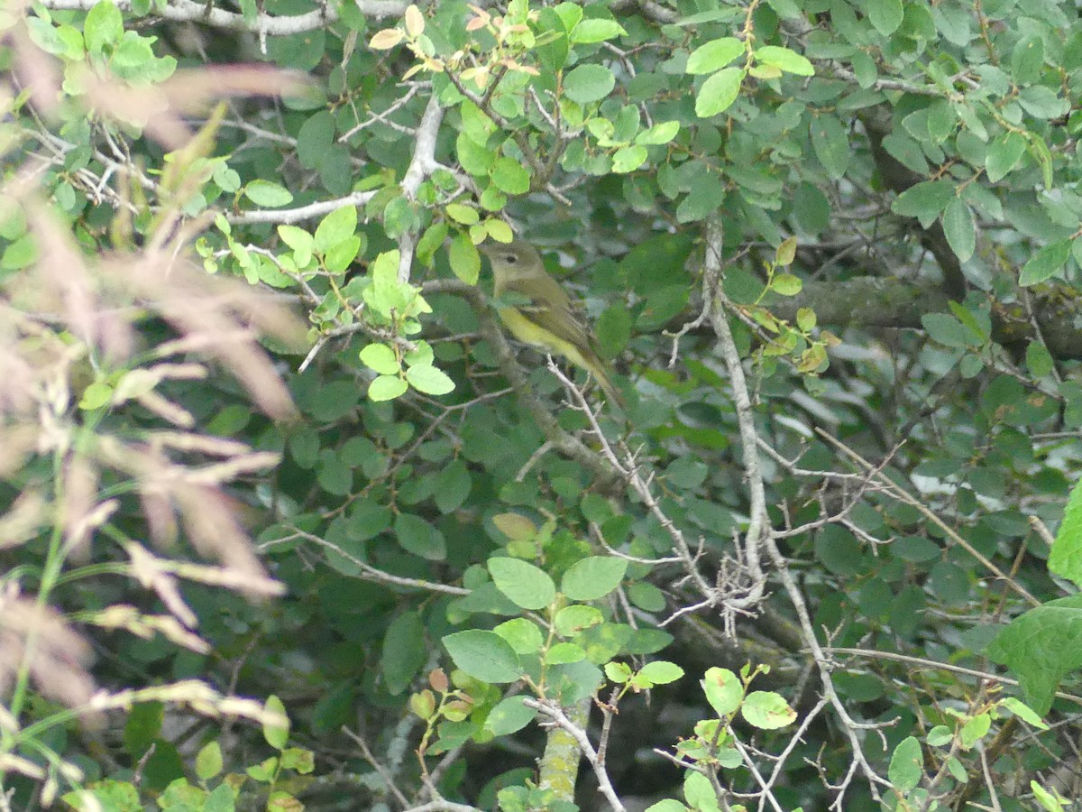 Bell's Vireo - ML618381164