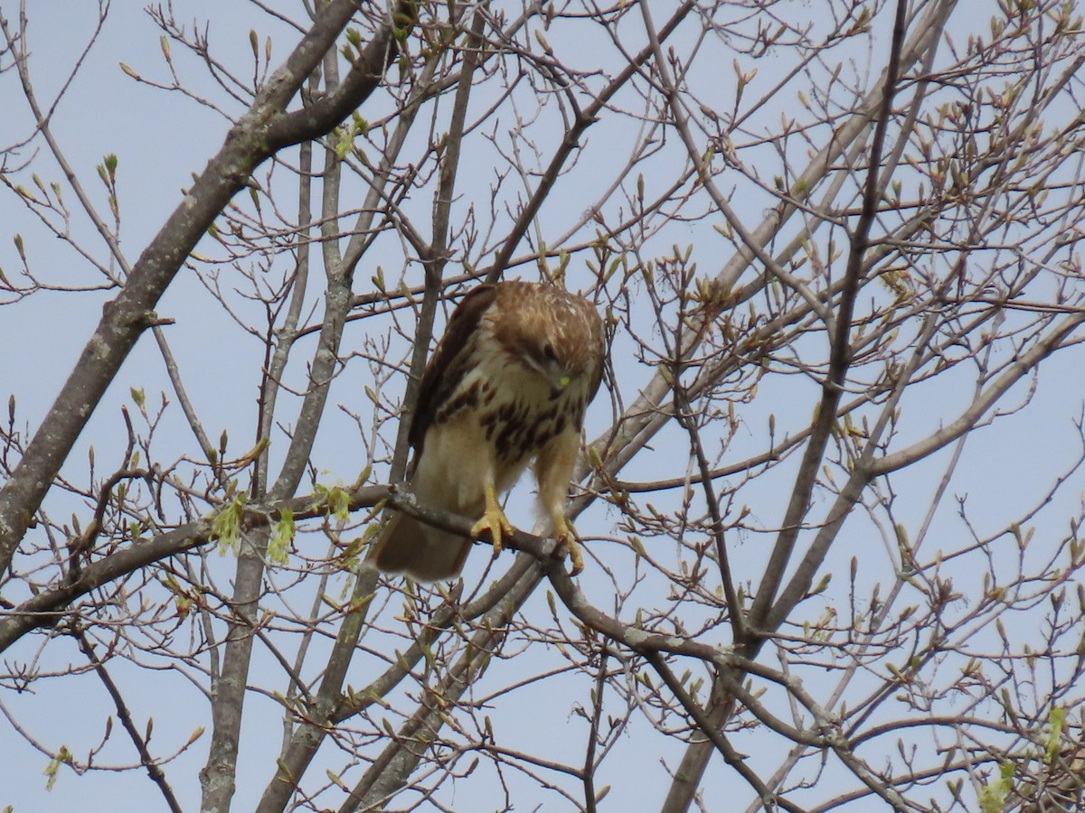 Red-tailed Hawk - Greg Keast