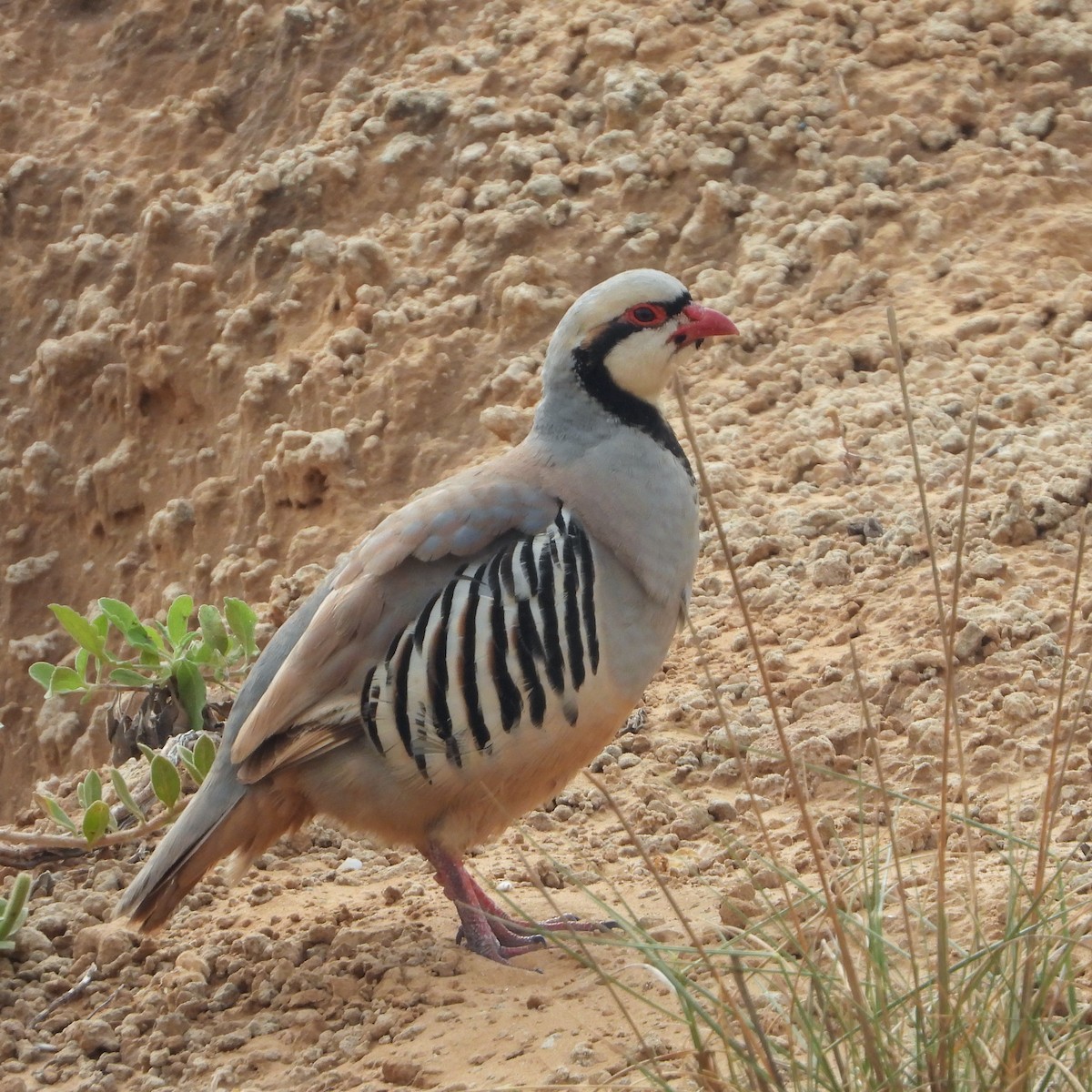 Chukar - ML618381175