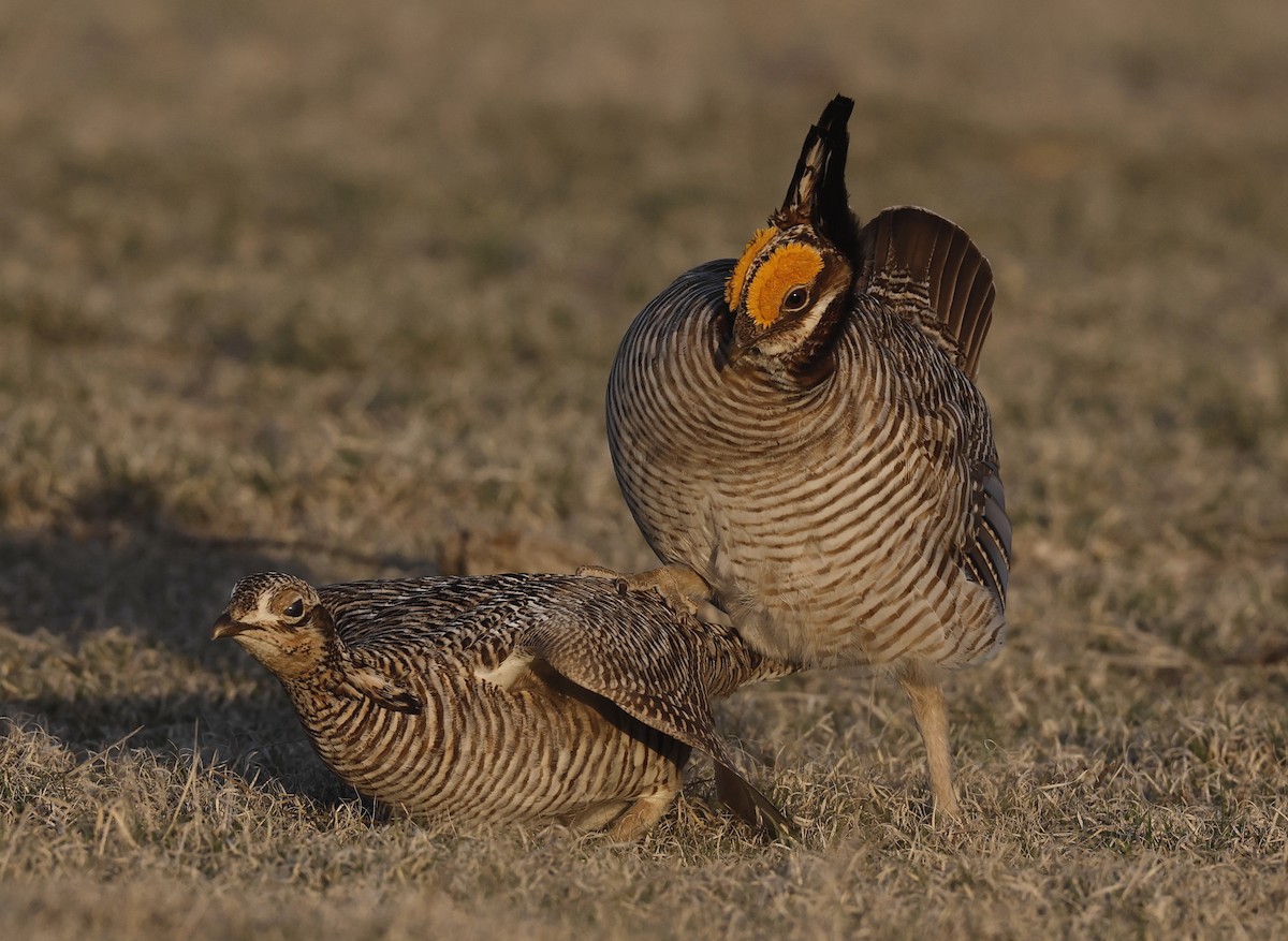 Lesser Prairie-Chicken - ML618381187