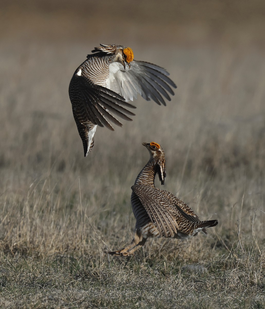 Lesser Prairie-Chicken - ML618381190