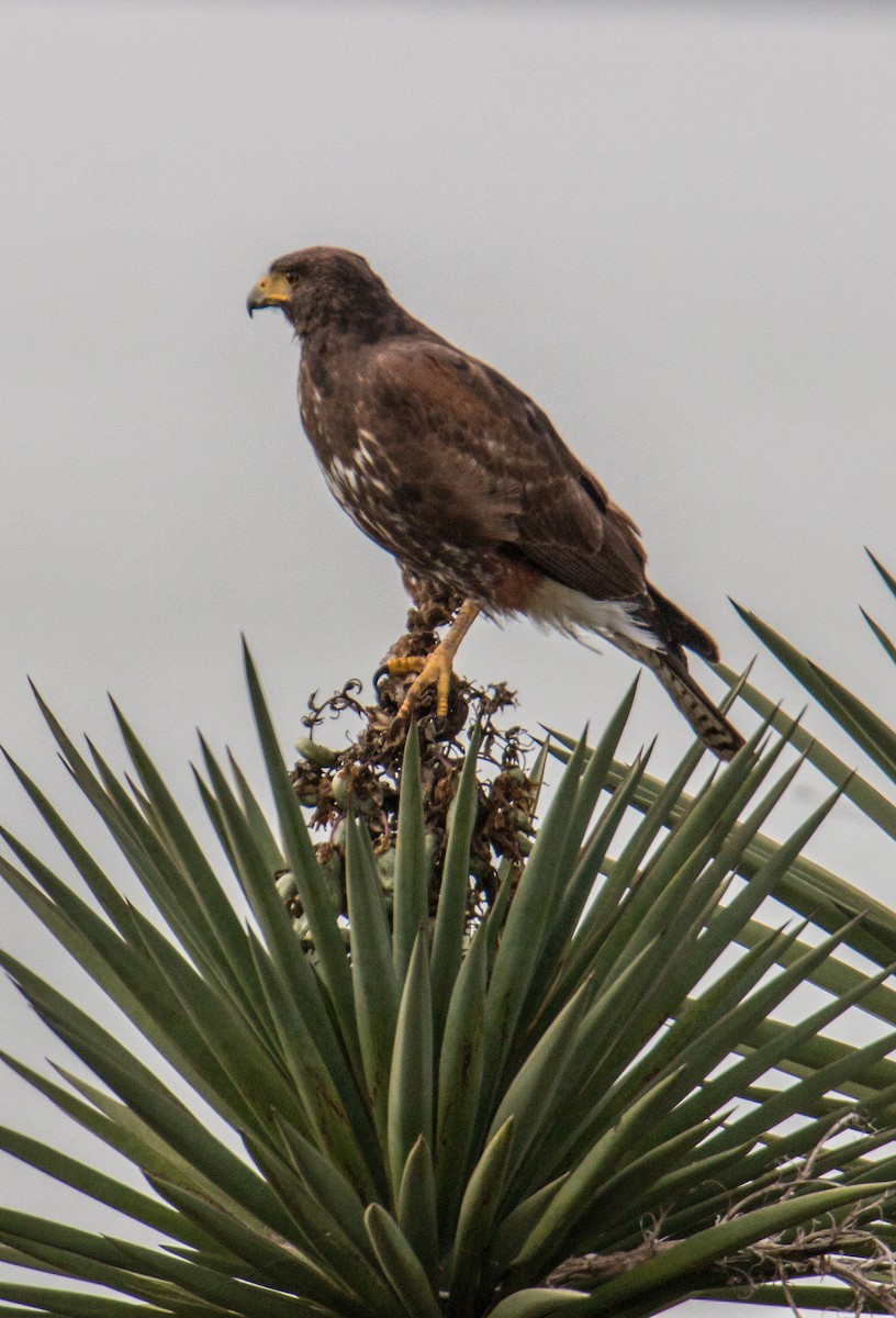 Harris's Hawk - Robert Oberfelder