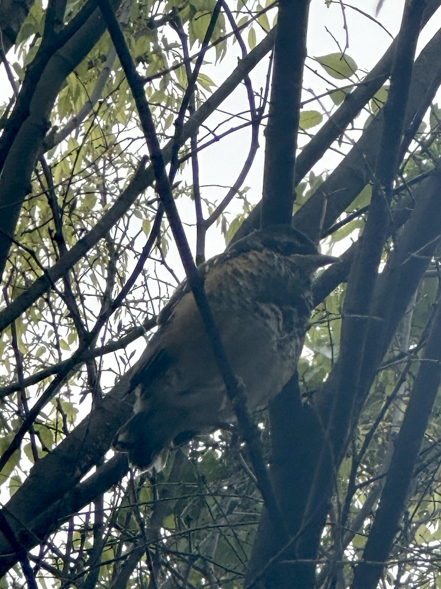 American Robin - ML618381210