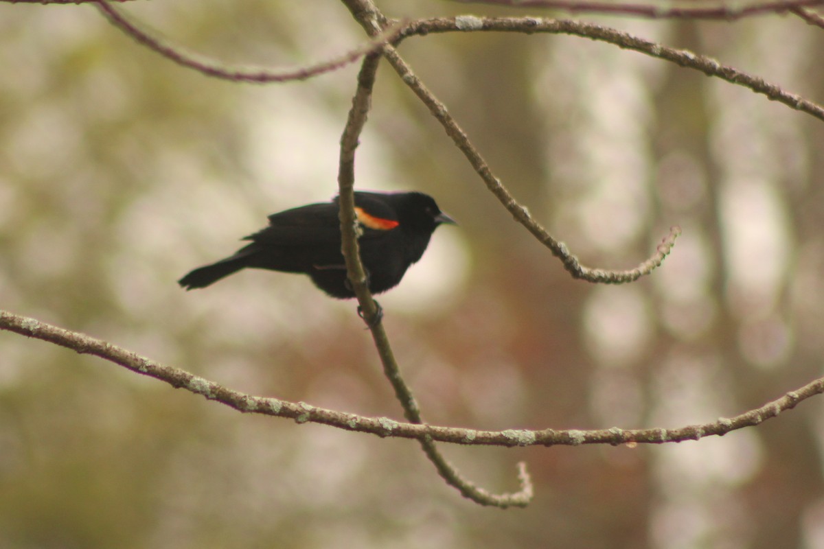 Red-winged Blackbird - Nick Teague