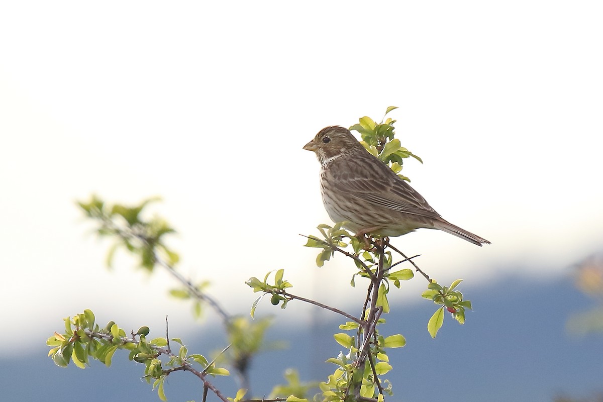 Corn Bunting - ML618381273