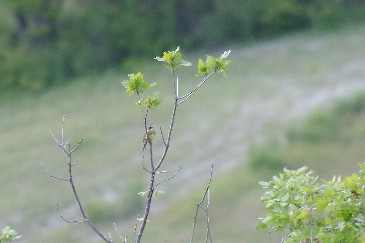 Cirl Bunting - ML618381290