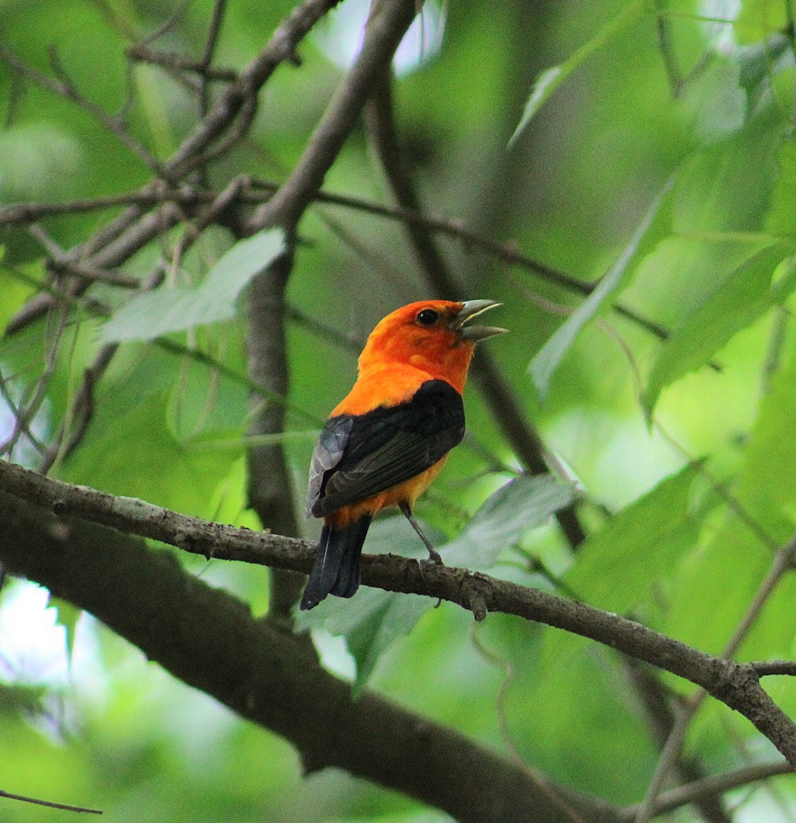 Scarlet Tanager - ML618381296