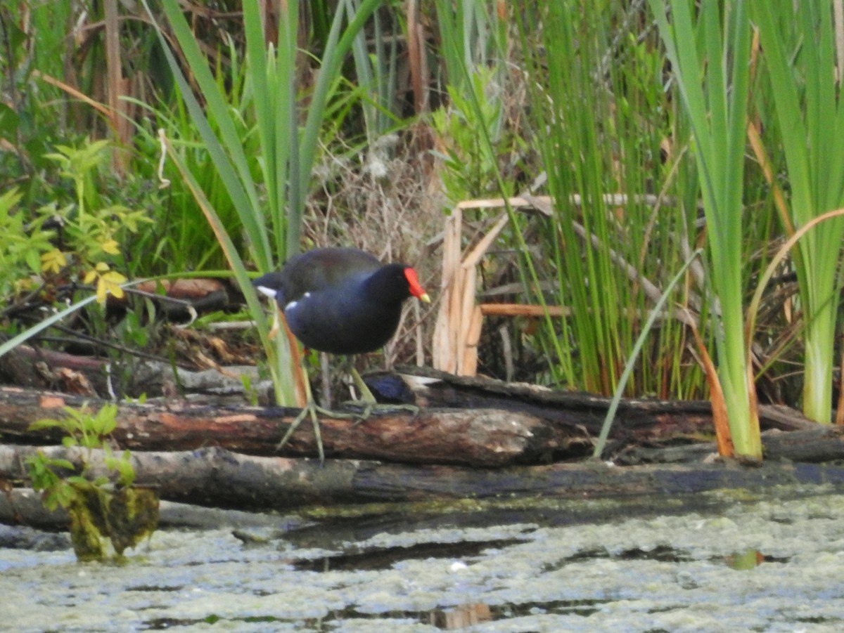 Common Gallinule - ML618381300