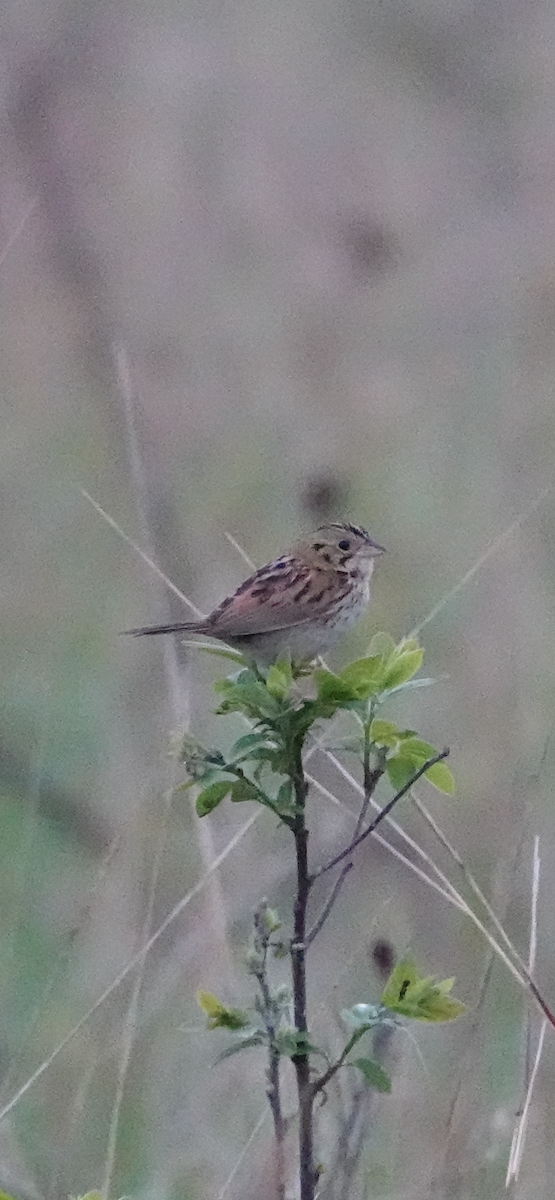 Henslow's Sparrow - ML618381307