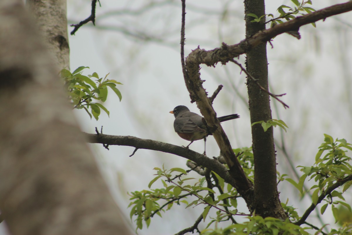 American Robin - Nick Teague