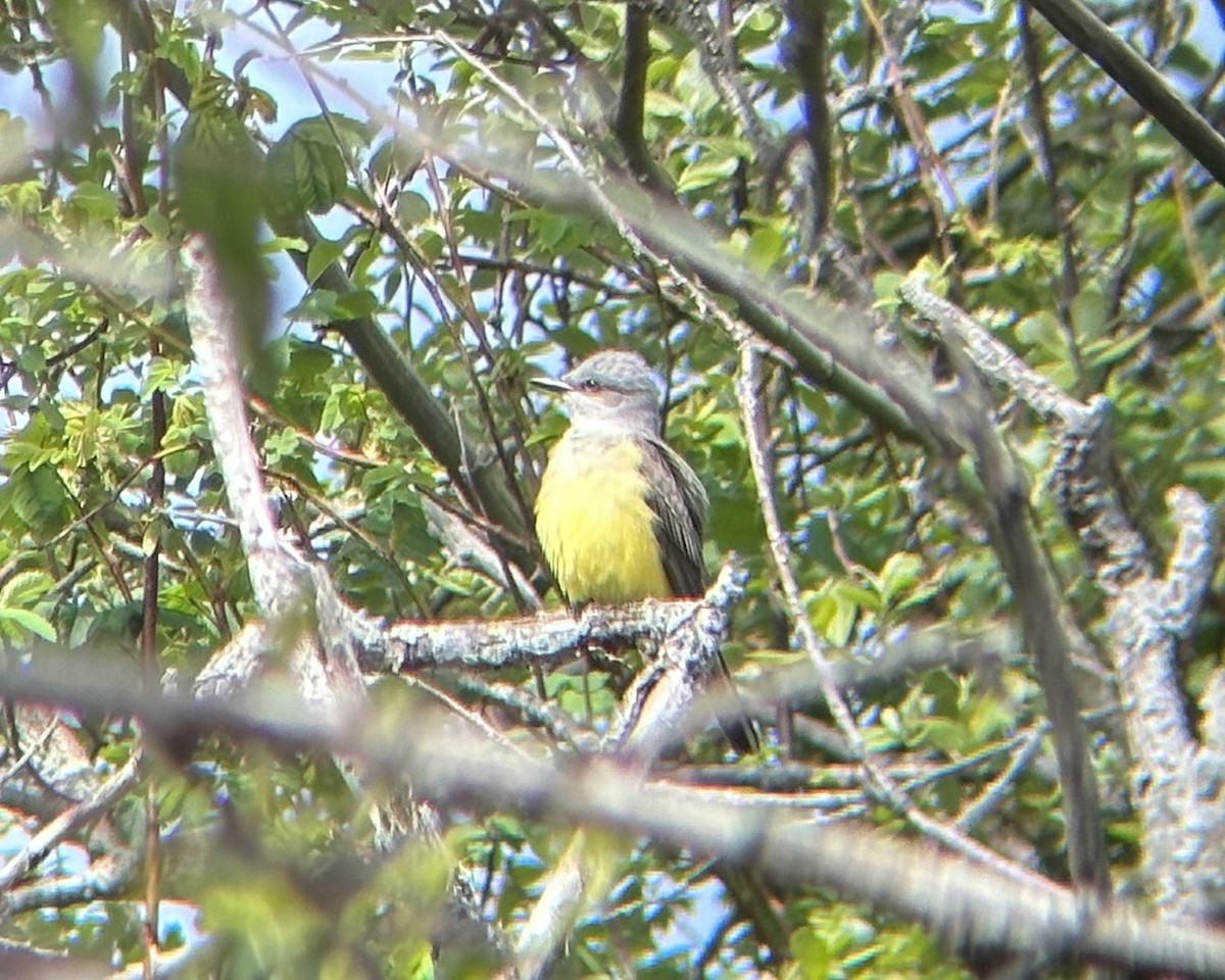 Western Kingbird - ML618381327