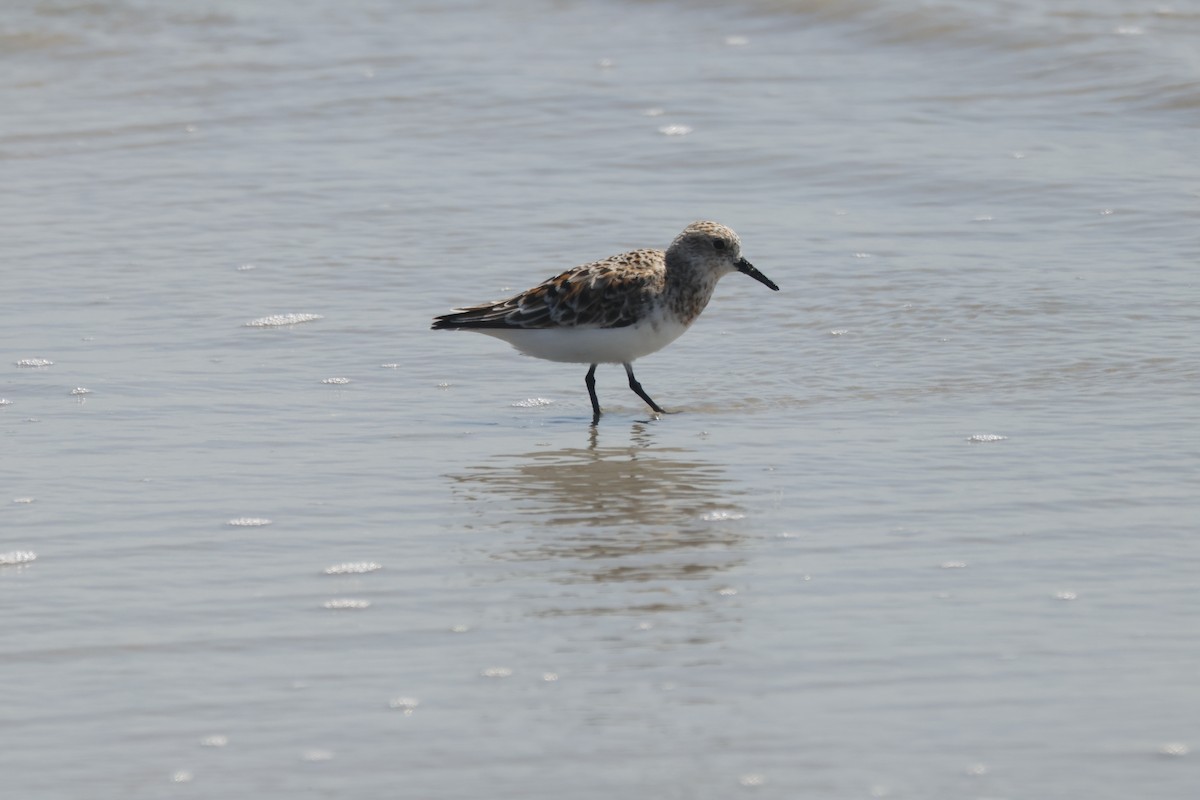 Sanderling - Joseph Mittura