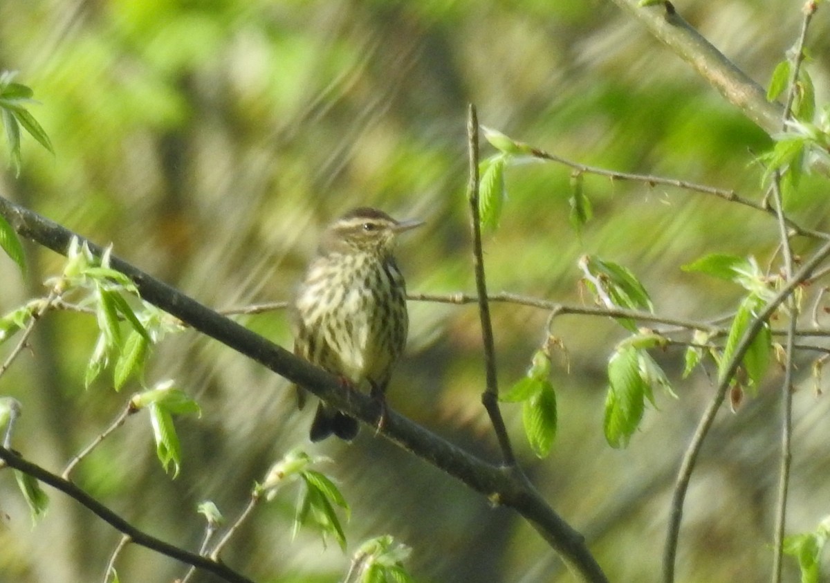 Northern Waterthrush - ML618381384