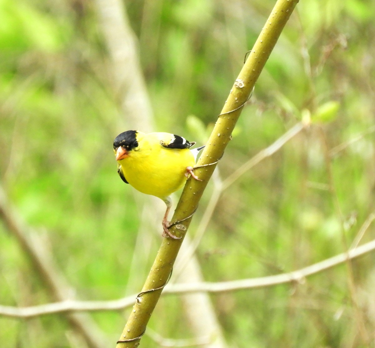 American Goldfinch - ML618381398