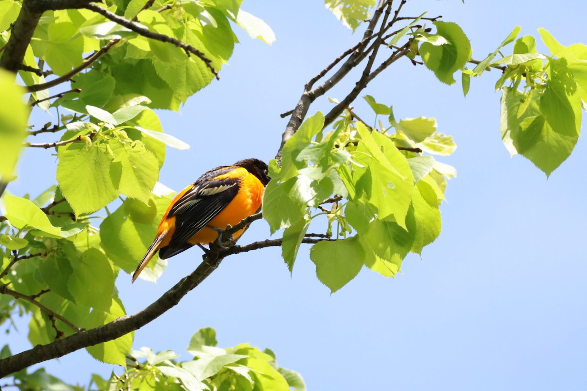 Baltimore Oriole - John Leonard