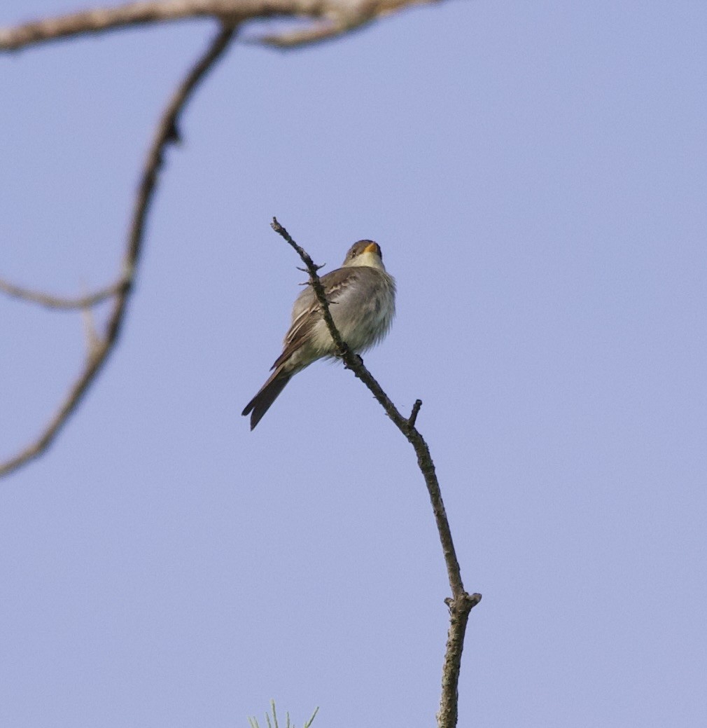 Eastern Wood-Pewee - Bruce Fleischer