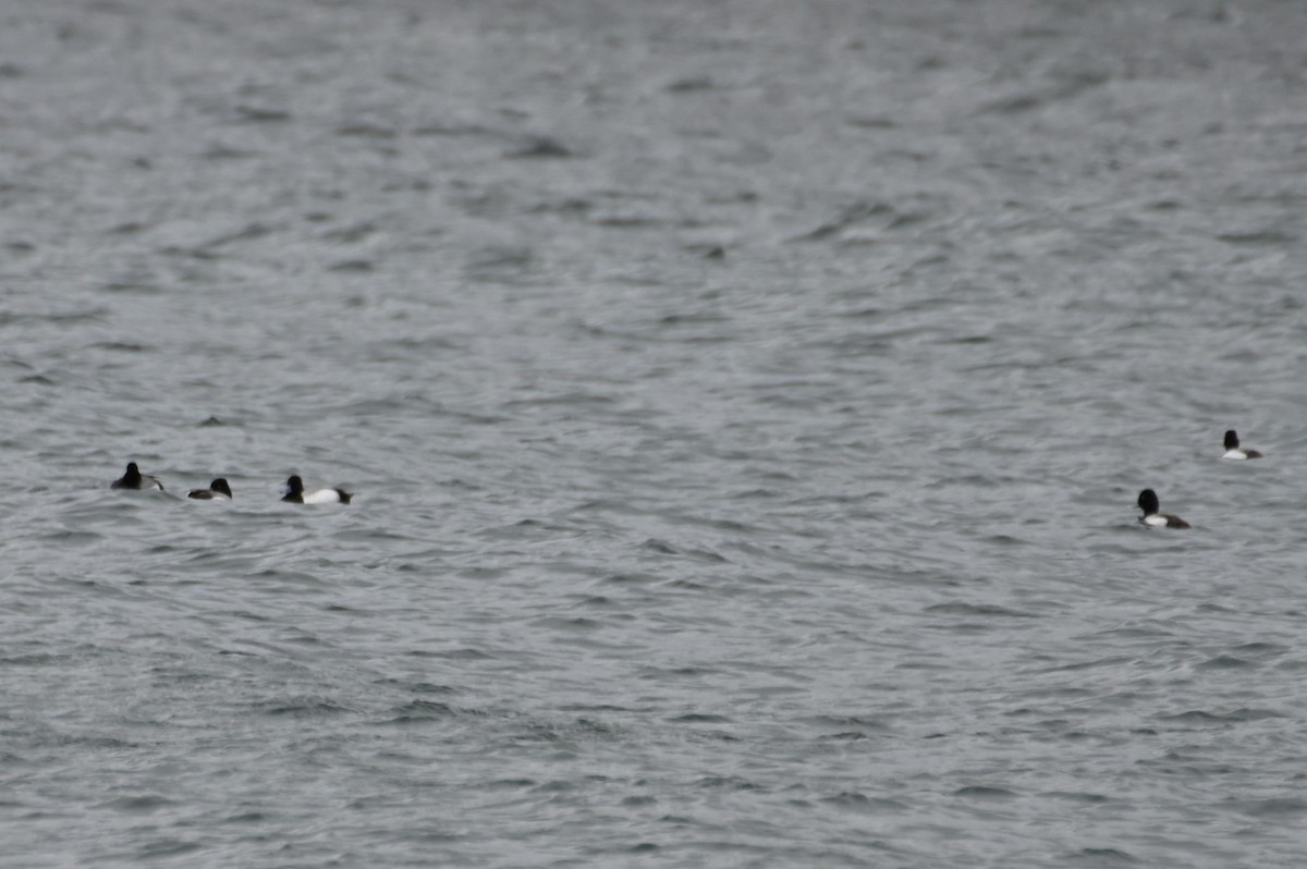 Lesser Scaup - Gil Aburto-Avila