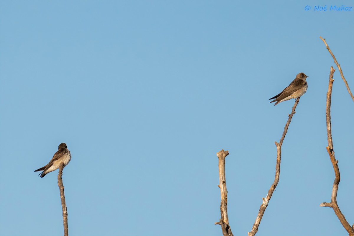 Northern Rough-winged Swallow - ML618381750