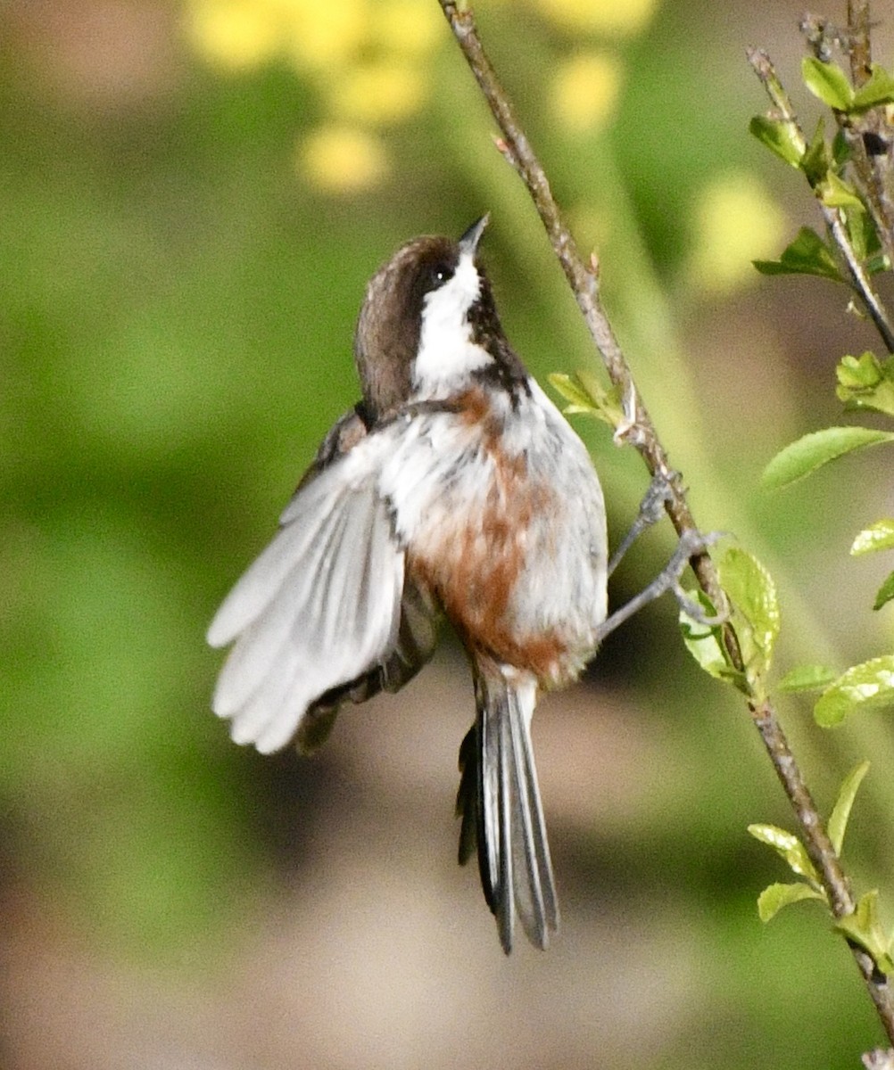 Chestnut-backed Chickadee - ML618381766