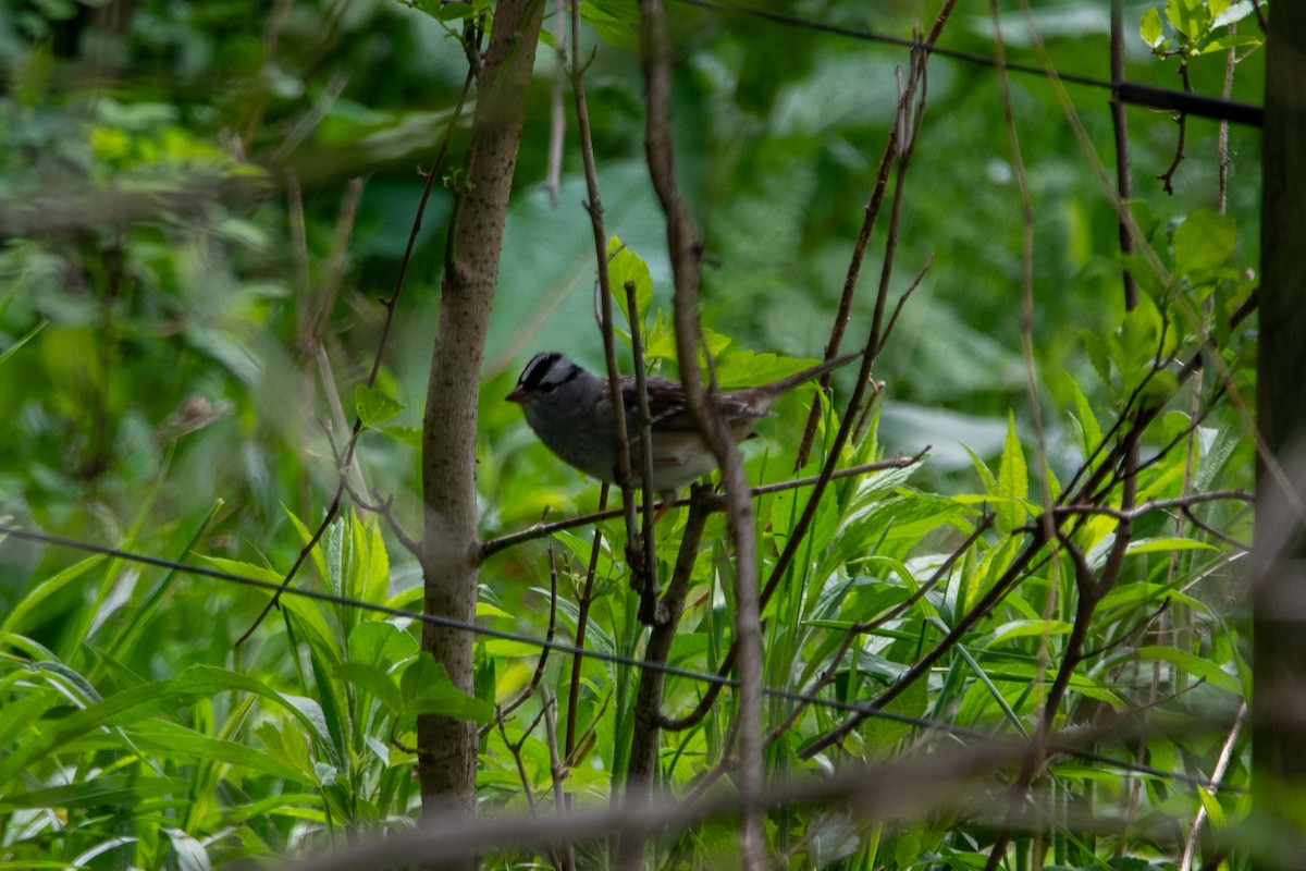 White-crowned Sparrow - ML618381818