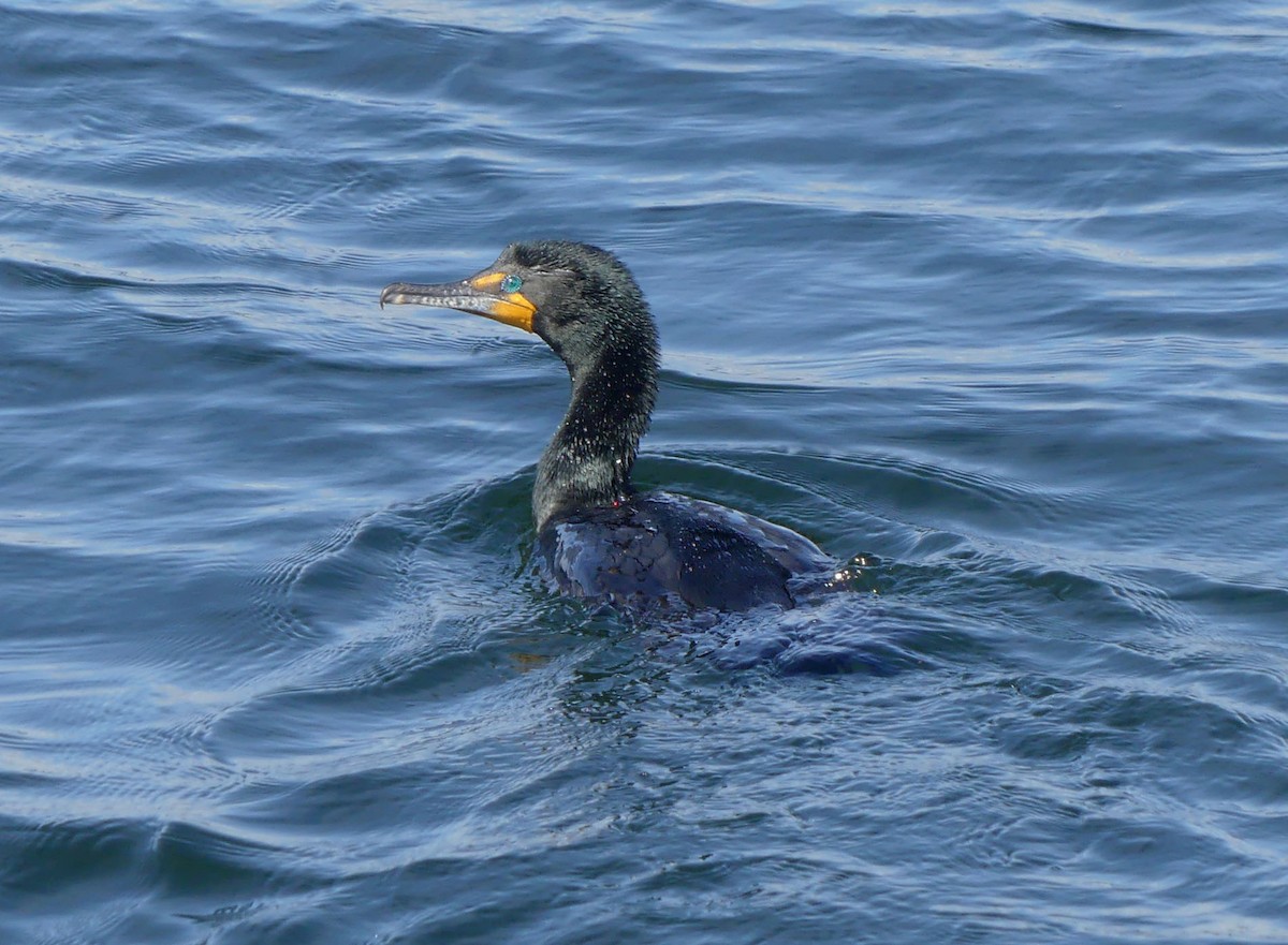 Double-crested Cormorant - Sharon Fitzgerald