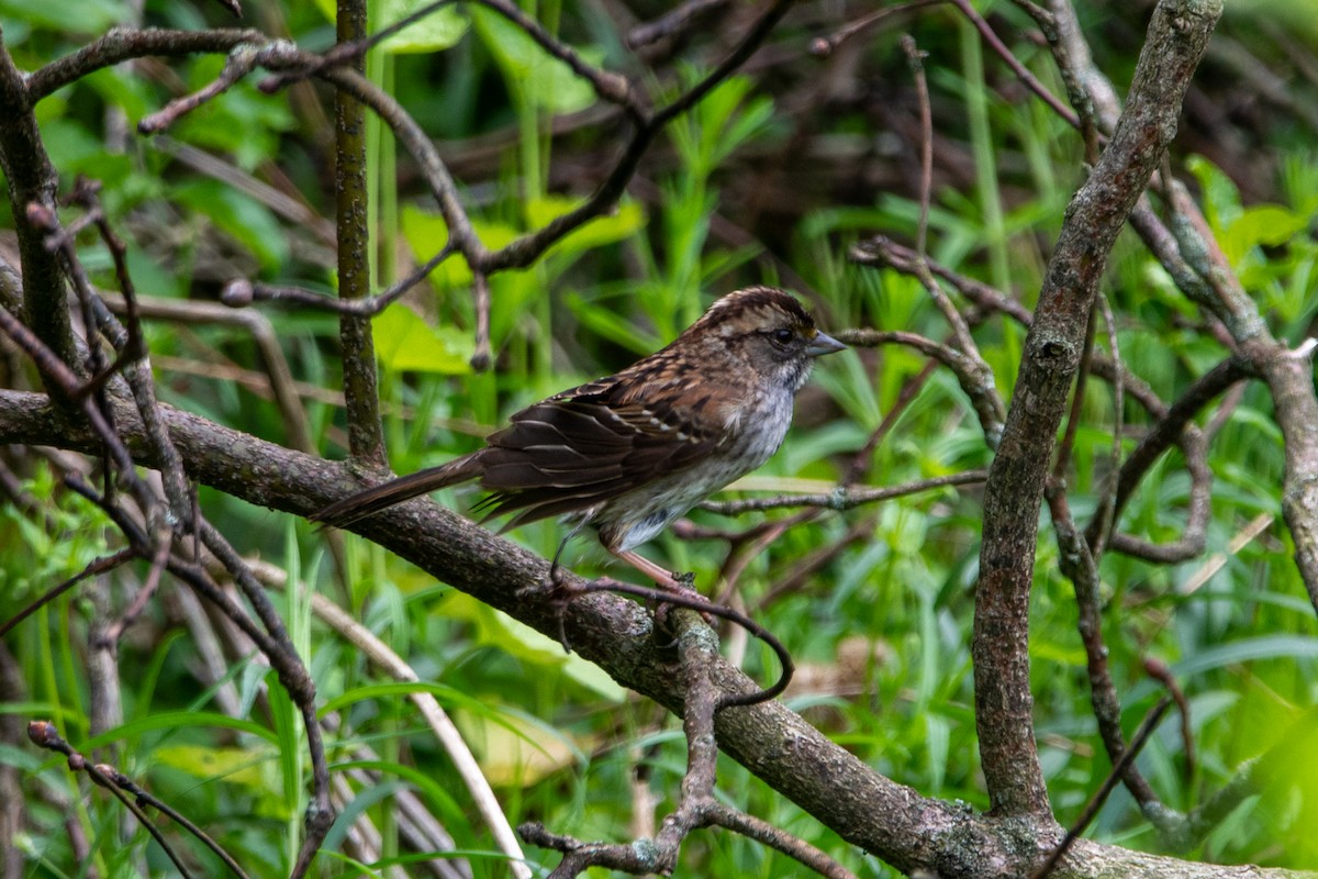 White-throated Sparrow - ML618381840