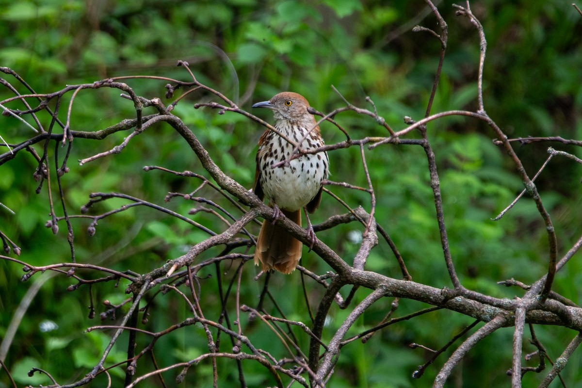 Brown Thrasher - ML618381853