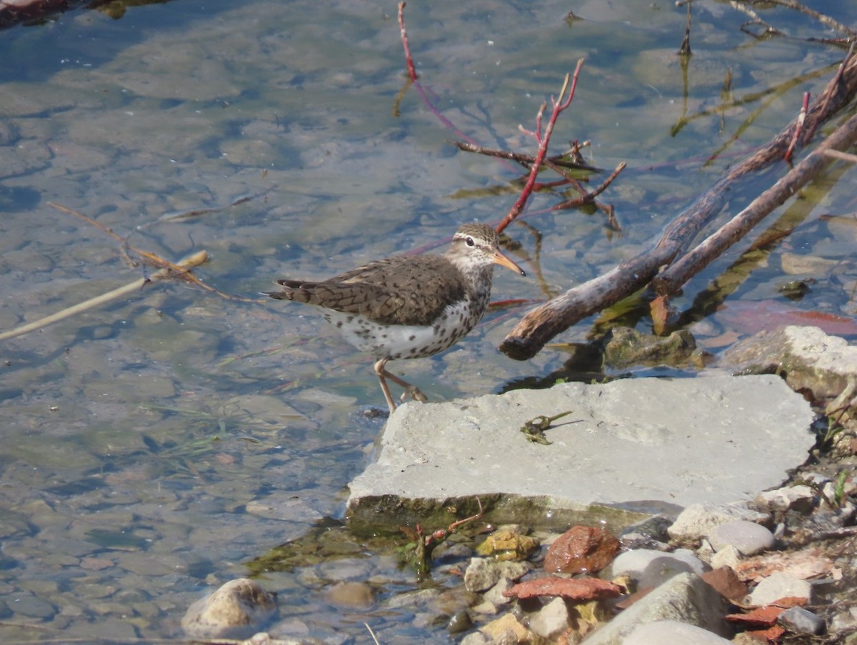 Spotted Sandpiper - Michal Bardecki