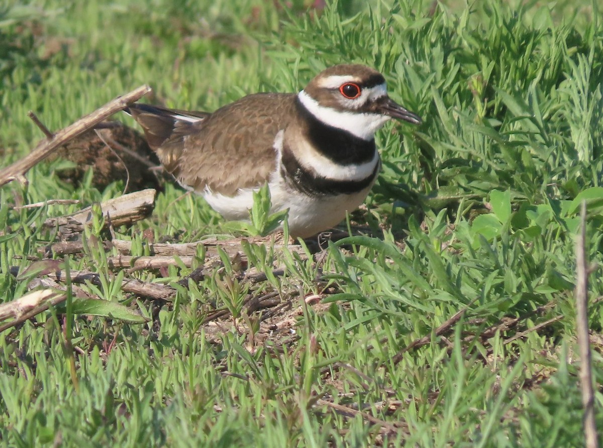 Killdeer - ML618381897